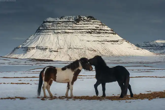 Знакомство с исландскими лошадками