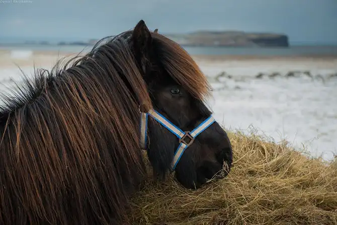 Знакомство с исландскими лошадками