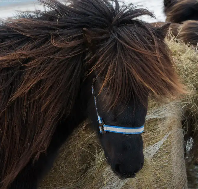 Знакомство с исландскими лошадками