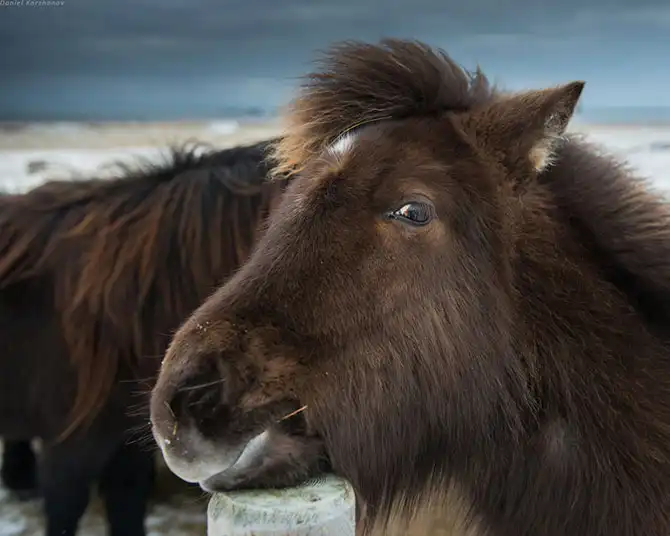 Знакомство с исландскими лошадками