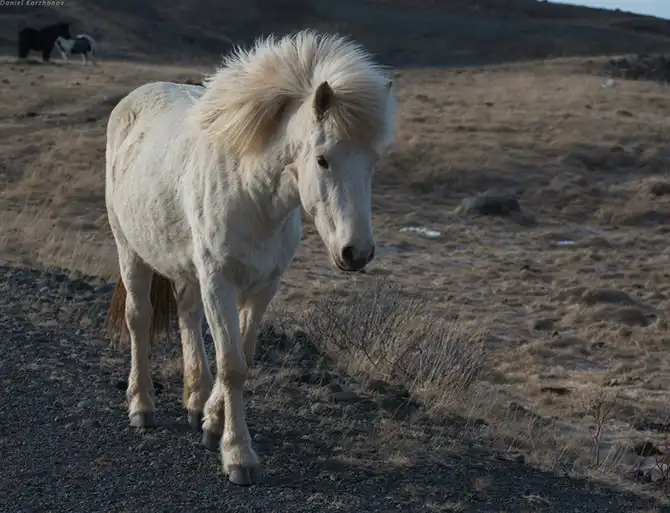 Знакомство с исландскими лошадками