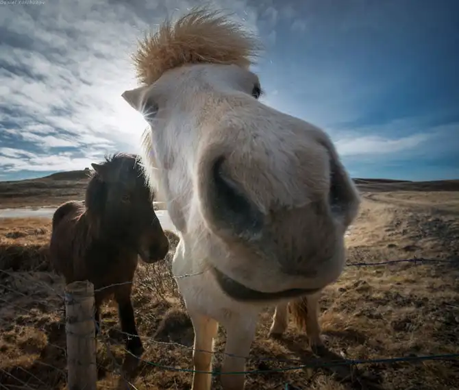 Знакомство с исландскими лошадками