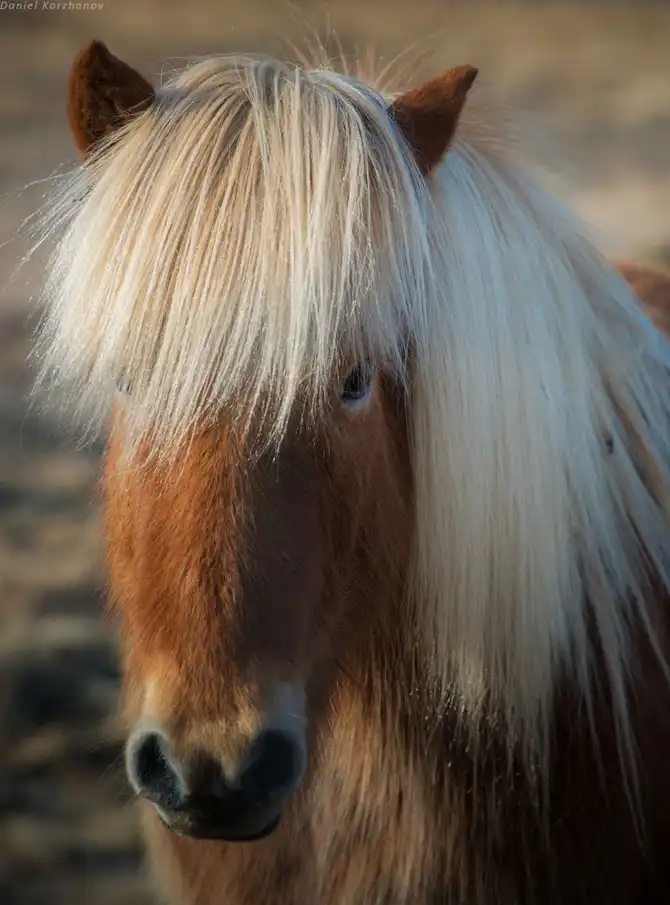 Знакомство с исландскими лошадками