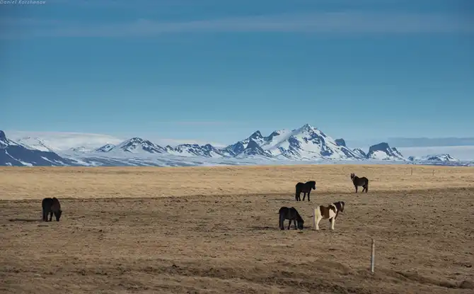 Знакомство с исландскими лошадками