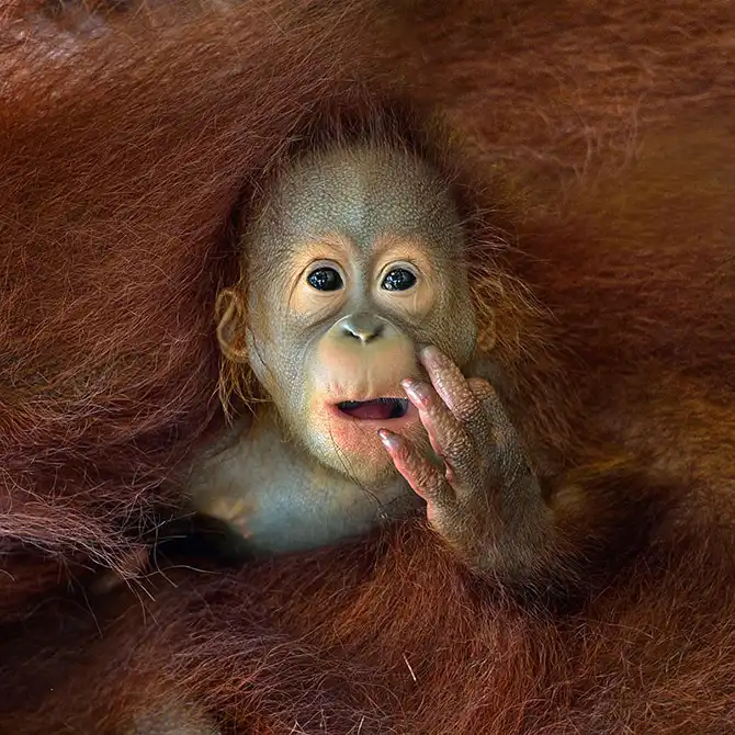 Финалисты фотоконкурса Sony World Photography Awards 2014