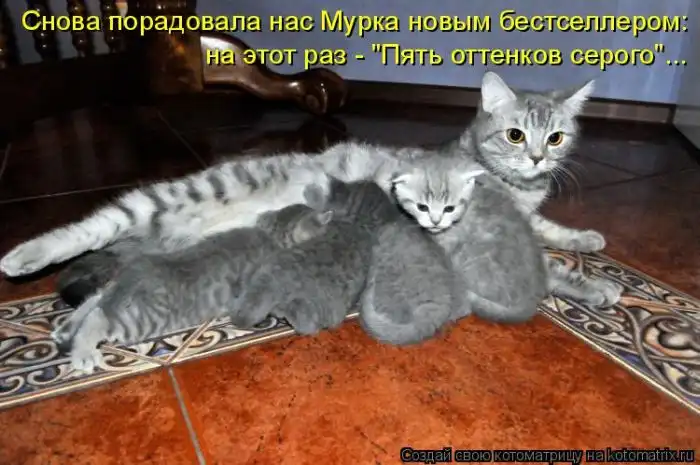 Лучшие котоматрицы недели