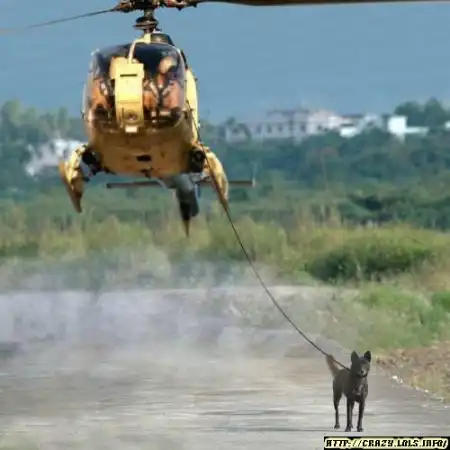 Как правильно выгуливать собачку