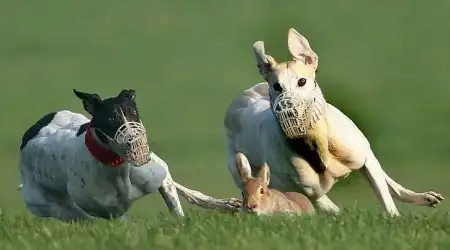 Нас не догонят )