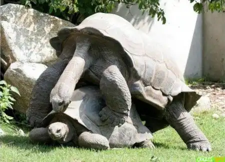 Совакупляющиеся жЫвотнае