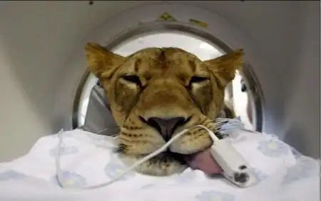 милайе жывотнае