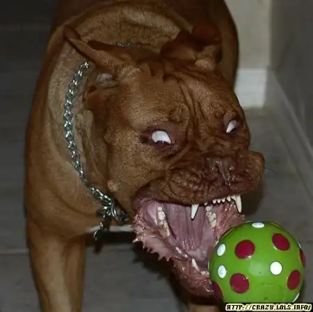 Ацкий бобруйский пес