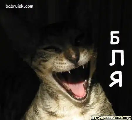 Пройебал вискас…