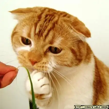 Конопля не конопля?