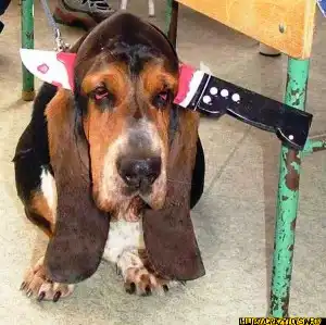 Эти забавные животные