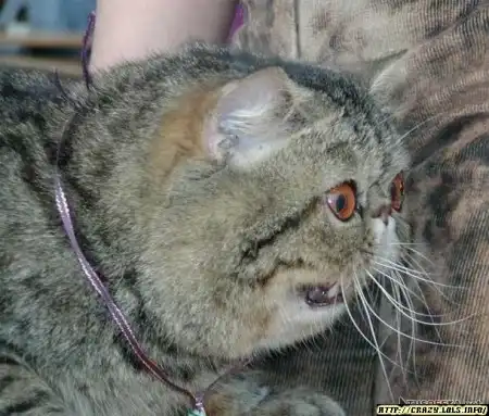 Кошак после удара лопатой