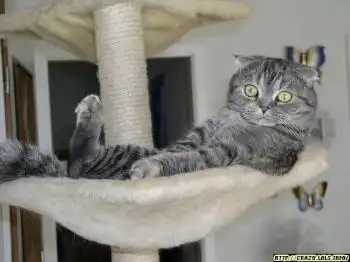 Эти забавные жЫвотные....(17 фоток)