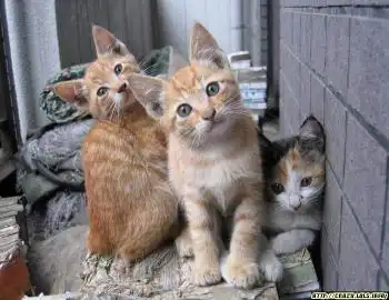 Эти забавные жЫвотные....(17 фоток)