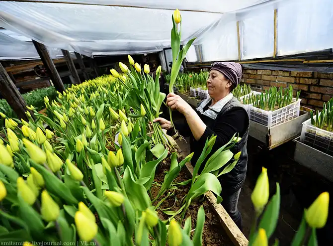 Как выращивают тюльпаны в пригороде Владивостока