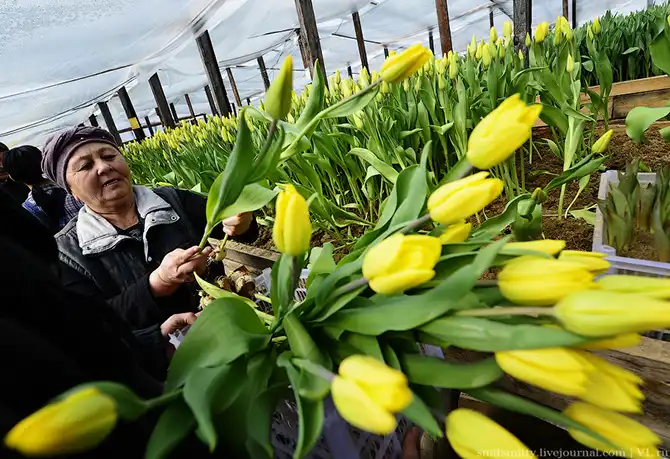 Как выращивают тюльпаны в пригороде Владивостока