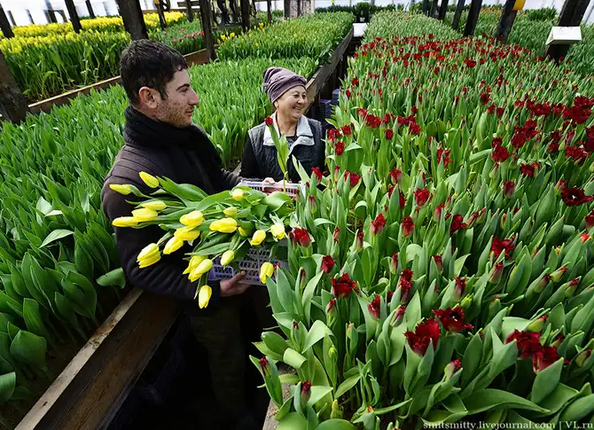 Как выращивают тюльпаны в пригороде Владивостока
