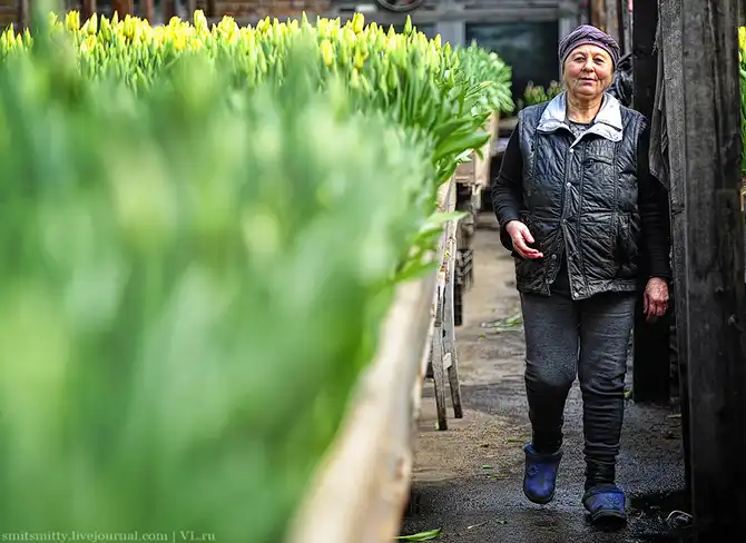 Как выращивают тюльпаны в пригороде Владивостока