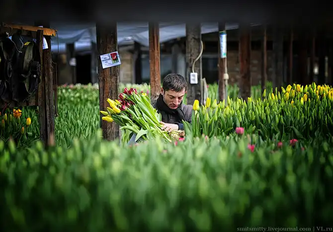 Как выращивают тюльпаны в пригороде Владивостока