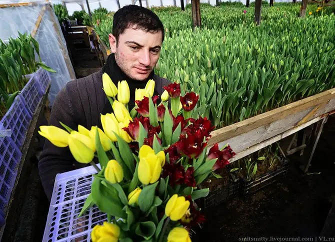 Как выращивают тюльпаны в пригороде Владивостока