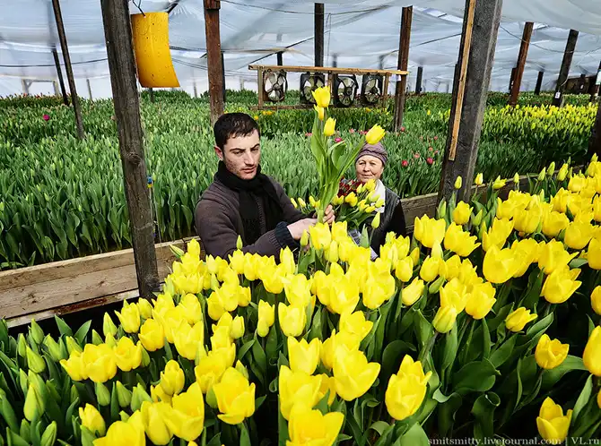 Как выращивают тюльпаны в пригороде Владивостока