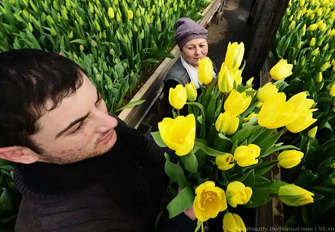 Как выращивают тюльпаны в пригороде Владивостока