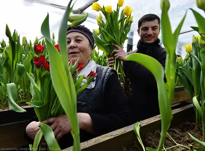 Как выращивают тюльпаны в пригороде Владивостока