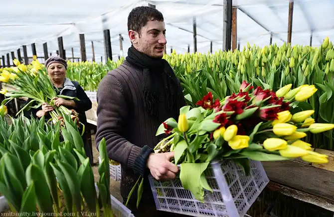 Как выращивают тюльпаны в пригороде Владивостока