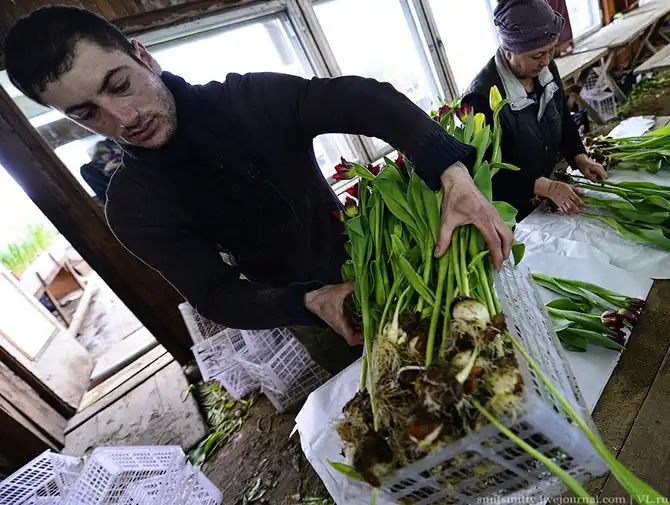 Как выращивают тюльпаны в пригороде Владивостока