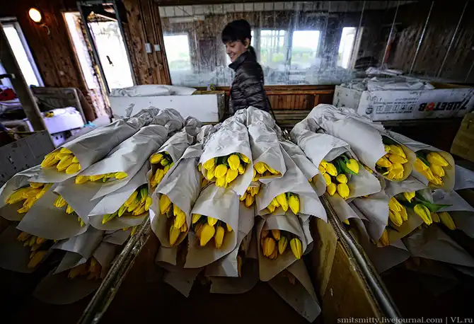 Как выращивают тюльпаны в пригороде Владивостока