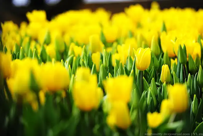 Как выращивают тюльпаны в пригороде Владивостока