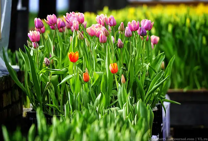 Как выращивают тюльпаны в пригороде Владивостока