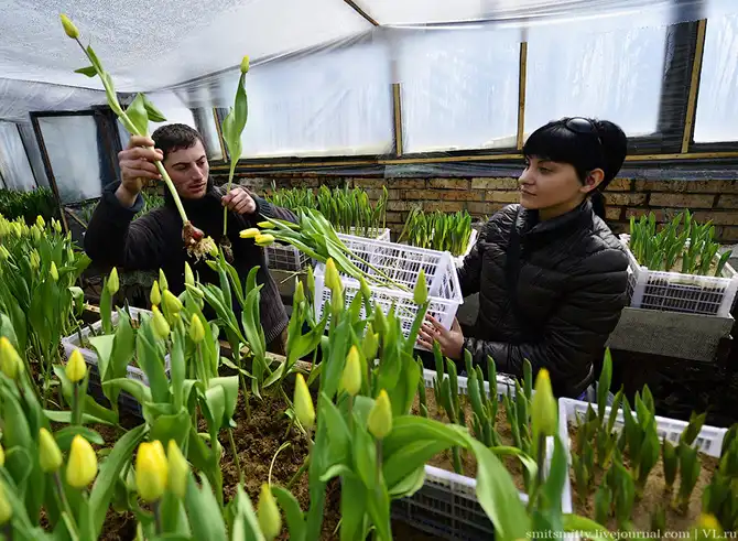 Как выращивают тюльпаны в пригороде Владивостока