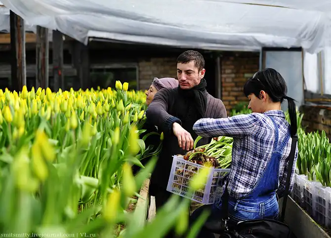 Как выращивают тюльпаны в пригороде Владивостока