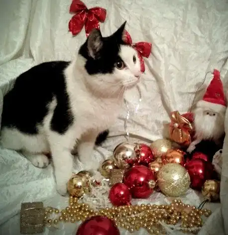 отдам котика