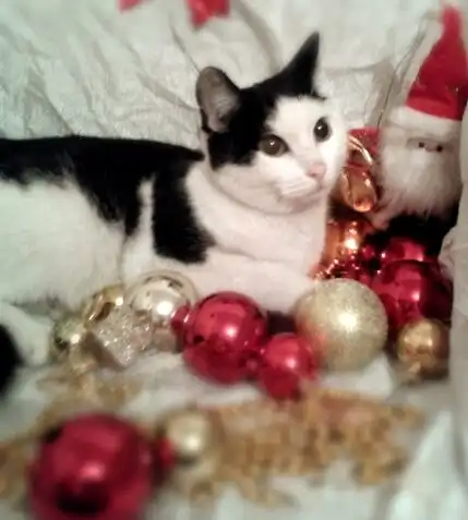 отдам котика