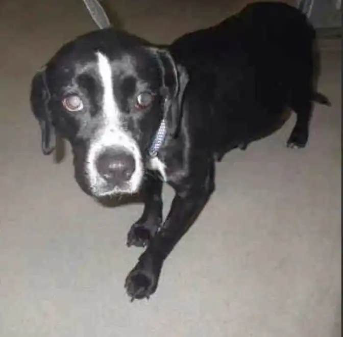 Спасение беременной собаки