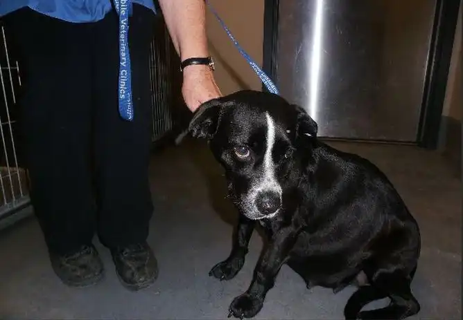 Спасение беременной собаки