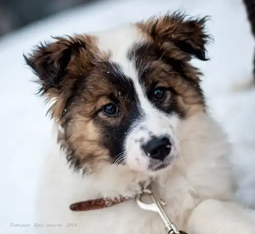 Отдам в хорошие руки щенка