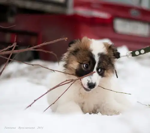 Отдам в хорошие руки щенка