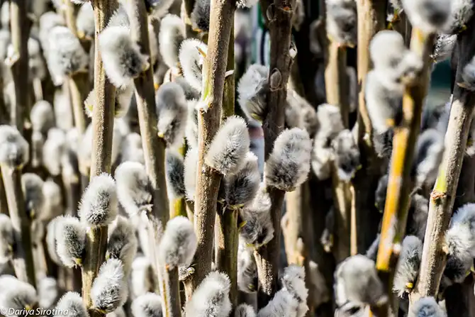 Прогулка по Вене