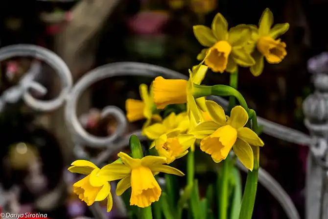 Прогулка по Вене