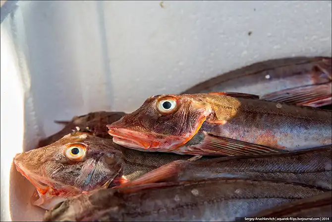 Рыбный рынок на берегу Ла-Манша