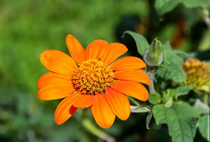 Прогулка по лучшему саду-огороду в окрестностях Парижа