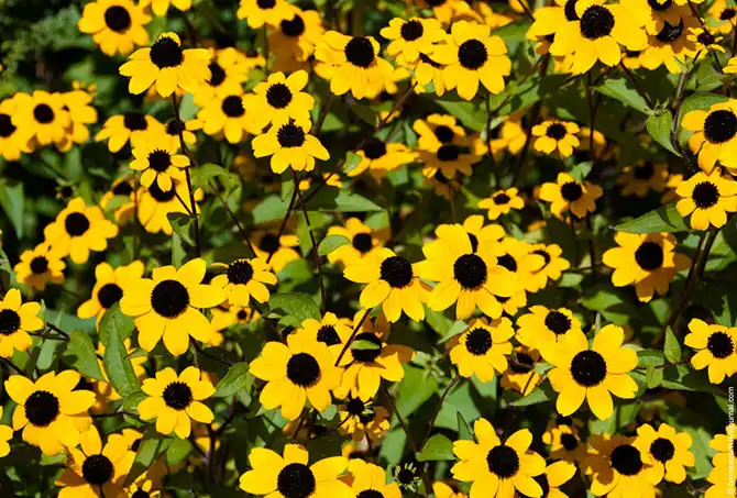 Прогулка по лучшему саду-огороду в окрестностях Парижа