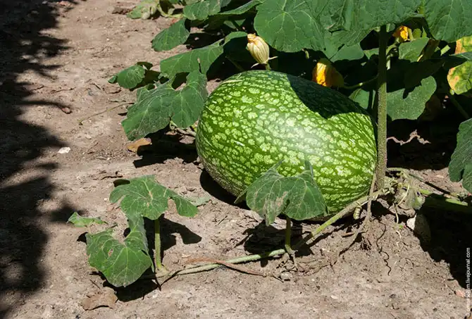 Прогулка по лучшему саду-огороду в окрестностях Парижа