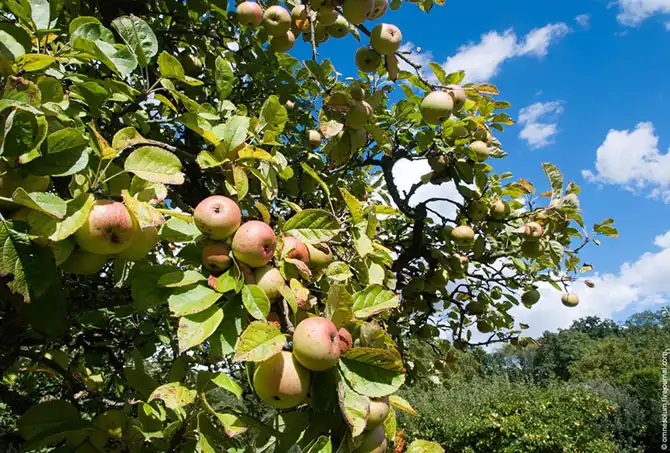 Прогулка по лучшему саду-огороду в окрестностях Парижа